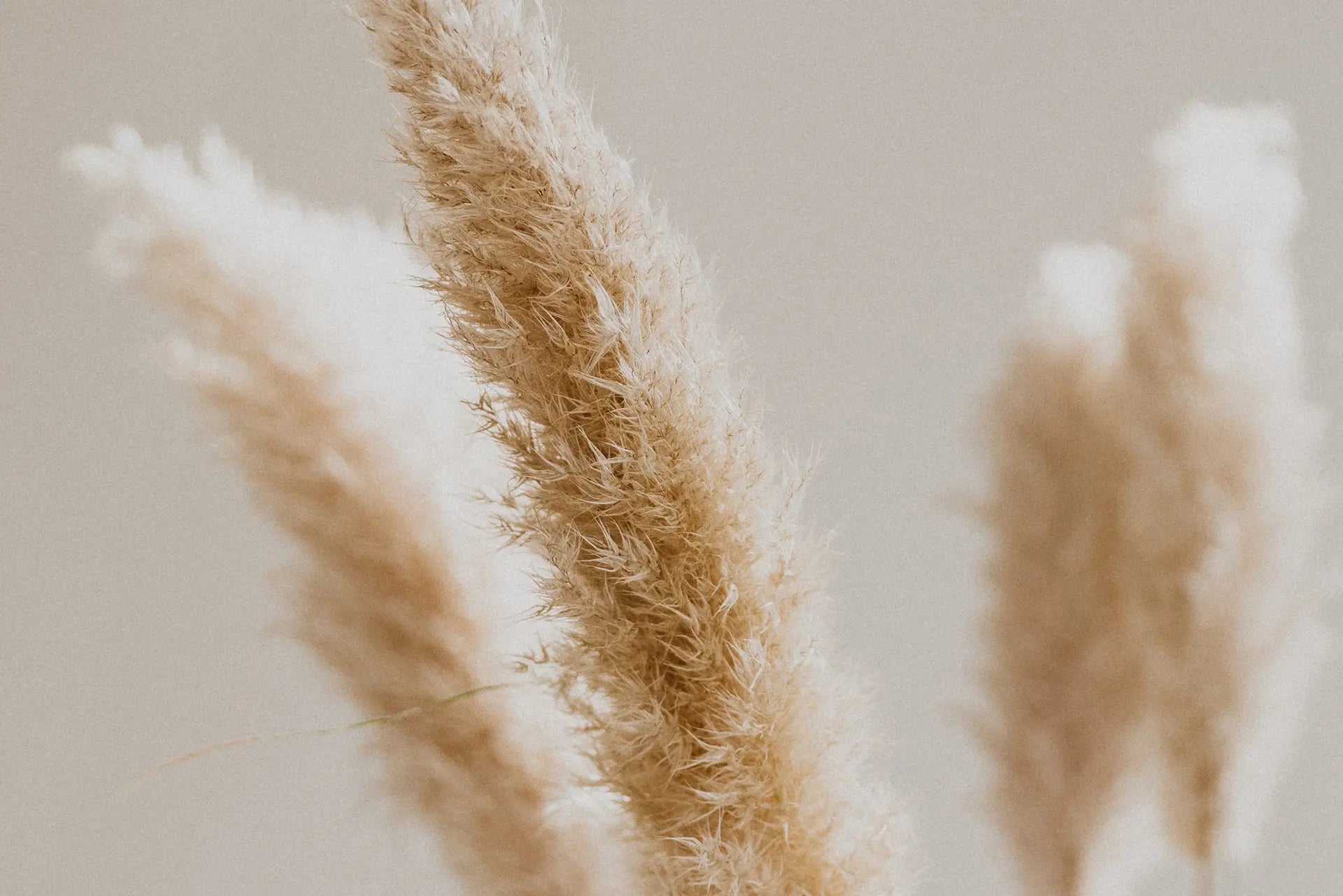 A Touch Of Pampas Jolie Fête UK - Party Supplies & Gifts